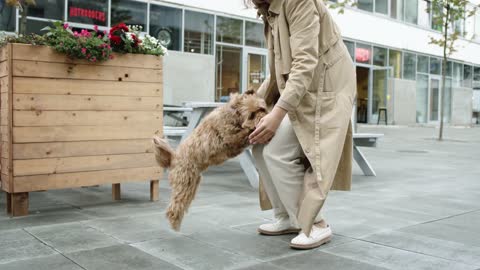 Very lovable puppy jumps as if flying into your arms.