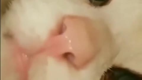 Curious Cat Can’t Stop Checking Himself Out On Camera 🐈