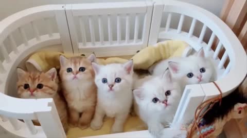 Cute Baby Cats Compilation HD