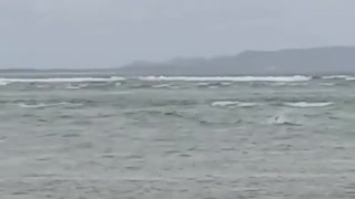 Big Bull-Shark Stuck on Sand Bar