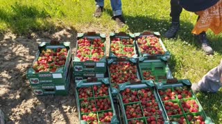 Strawberry picking