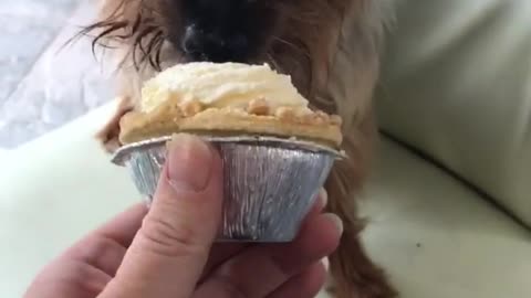Yorkie attacks a cupcake