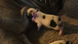 Adorable piglet thinks Mastiff is her mommy