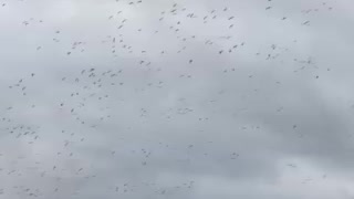 Snow Geese Hurricane