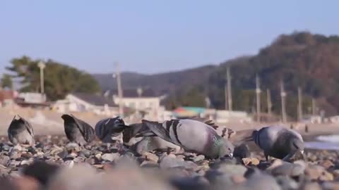 Pigeon Eating Beautiful 4k Clip CC video