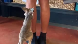 Hungry Roo Wants Her Morning Milk