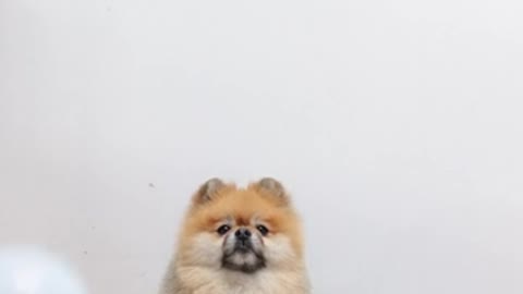 Sweet dogs play with balloons