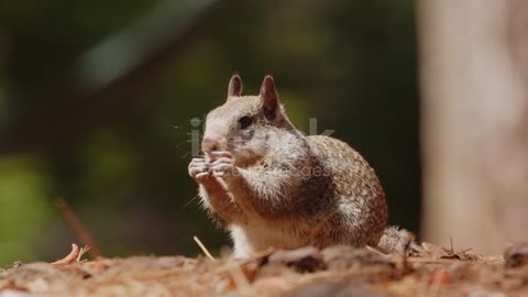 Cute squirrel eating in nature, in sunny forest enviroment stock video