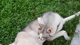 Husky played grass!!