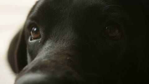 Head of black labrador, close-up of dark retriever dog with brown eyes looking in camera