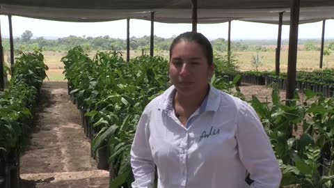 El cacay, el oro líquido de Colombia para la industria cosmética mundial