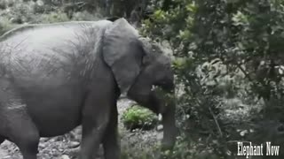 Elephant walks Down The Street And Fnds Food Next To A Tree.