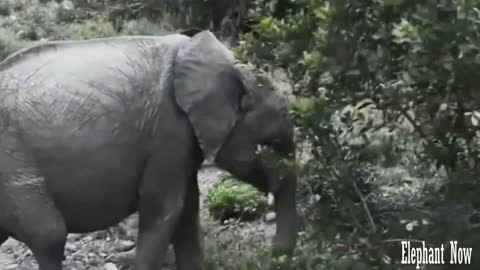 Elephant walks Down The Street And Fnds Food Next To A Tree.