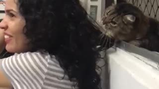 Sweet Cat Loves To Play With Human Hair