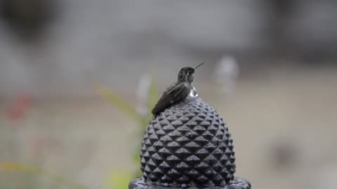 Gentle bird ritual: A young hummingbird takes a bath)))