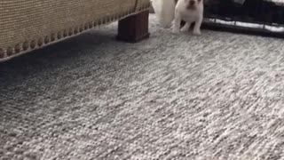 French Bulldog throws a tantrum by hopping around like a bunny