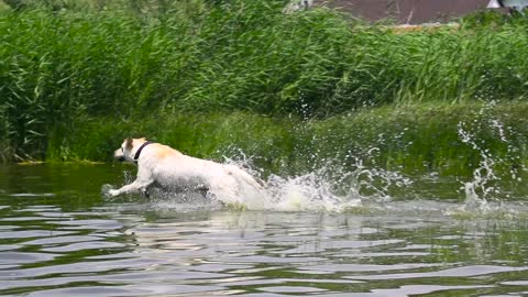 Labrador jumping in the water - wonderful splash!