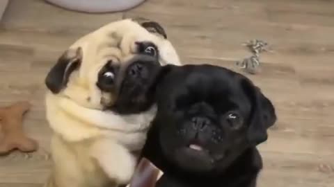 Two funny hungry smart dogs