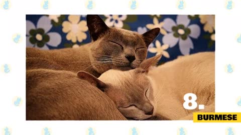 Top 10 Most Affectionate Cats 2021