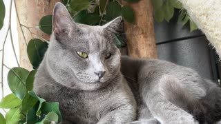 A cat of ancient origin relaxing in a chair