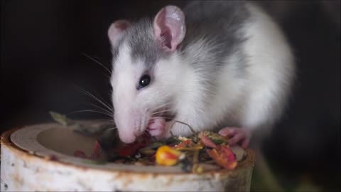 Cute hungry hamster munches on his snacks