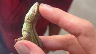 Curious Boy Bitten By Small Lizard