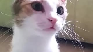 Cats Got a Tongue