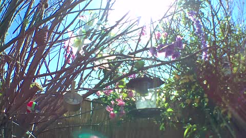 A squirrel eating under the pink sun.