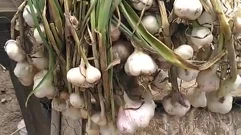 Garlic gets harvested for the season.