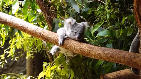 Cute baby animals - Baby Koala Bears Playing & Climbing funny Compilation