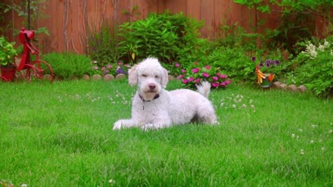 dog laying dow white labradoodle ying on green grass calm