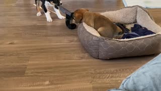 Puppies playing socks