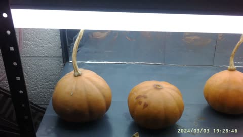 SZN:5 EP:3 Long Shelf Life Pumpkins - 1 Year 4 Months & Counting - See What Kind