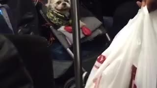 White dog wrapped in green blanket inside stroller