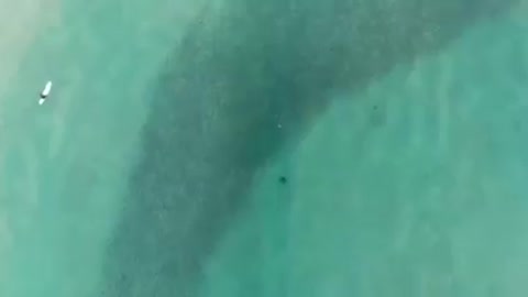 Drone White Shark 🌊