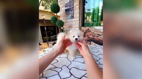 Cute and Funny Puppies Video Compilation #5 | 2021