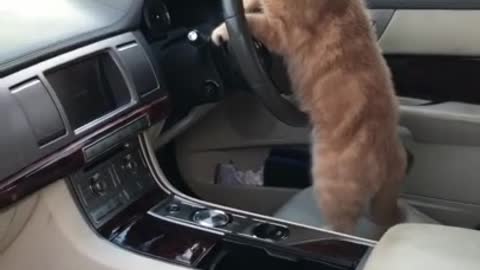 Kitty's got his license