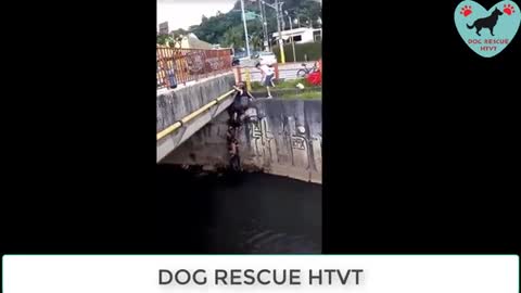 Real life heros dog