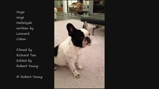 Hugo the dog singing HALLELUJAH