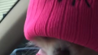 Small white dog wears pink beanie