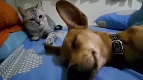 Cat got mad while sleeping next to dog until the dog farted out!