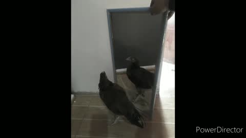 Chicken confused by mirror