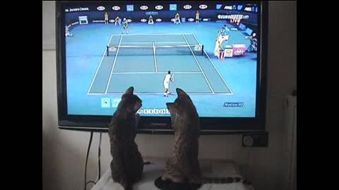 Bengal cats play tennis with Andy Murray