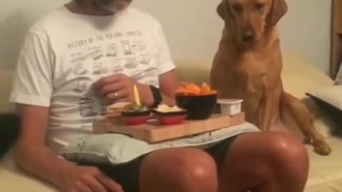 Dog pretends not to look at the owner while eating