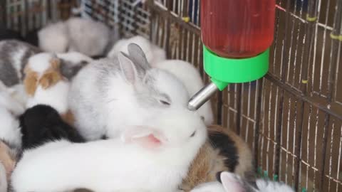 How Cute little bunnies drink water