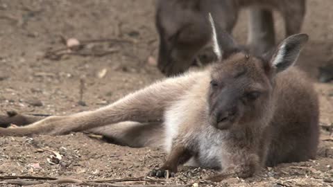 Wild Animals Young Kangaroo