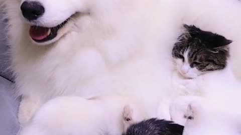 Fluffy Cloud Dog And Cat Are Super Cute Friends