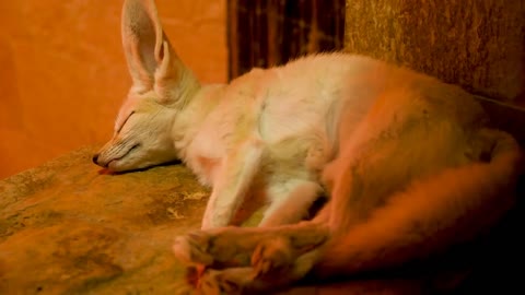 Fennec fox sleeping in her cage at the zoo. Beautiful furry captive animal