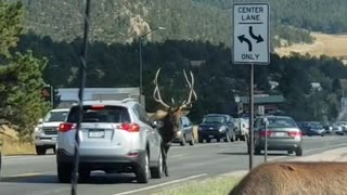 Elk with Attitude Uses Antlers