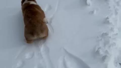 Baby Loki Snow Walk